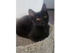 Adopt Sable a Domestic Short Hair