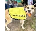 Adopt Nelly a Pit Bull Terrier, Hound
