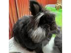 Adopt Effie a Angora Rabbit
