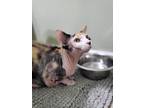 Adopt Mavis a Cornish Rex