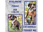 Adopt Avalanche a Catahoula Leopard Dog