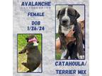 Adopt Avalanche a Catahoula Leopard Dog