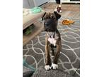Adopt Gem - ISO SPECIAL HOME a Shar-Pei, Pit Bull Terrier