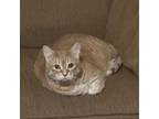 Adopt Pooh Bear a Domestic Short Hair