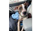 Adopt Remy a American Staffordshire Terrier, Boxer
