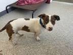 Adopt Daisy Duke a Mixed Breed