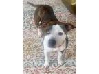 Adopt Emmie a Pit Bull Terrier