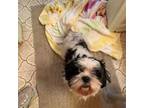 Adopt Heartley a Shih Tzu