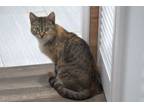 Adopt Iris a Tabby