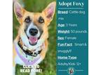 Adopt Foxy a Australian Cattle Dog / Blue Heeler