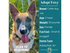 Adopt Foxy a Australian Cattle Dog / Blue Heeler