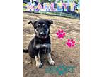 Adopt Scarlett a German Shepherd Dog
