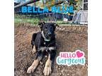 Adopt Bella a German Shepherd Dog