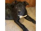 Adopt Trinity a Pit Bull Terrier