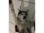 Adopt Blue a Siberian Husky