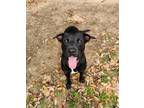 Adopt Hallie #BAC-A-721 a Labrador Retriever