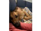 Adopt Demi Moore a Rhodesian Ridgeback