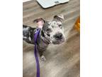 Adopt Stormy a Catahoula Leopard Dog, Pit Bull Terrier