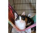 Adopt Mira a Domestic Short Hair