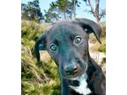 Adopt Benelli a German Shorthaired Pointer, Mixed Breed