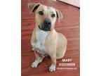 Adopt Mary a Black Mouth Cur, Mixed Breed
