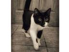 Adopt Luna a Domestic Short Hair