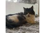 Adopt Makenzie a Domestic Long Hair, Tabby