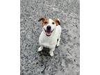 Adopt Benji a Jack Russell Terrier