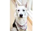 Adopt Riley a German Shepherd Dog, Siberian Husky