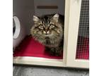 Adopt Rodney a Domestic Long Hair