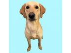 Adopt Thor a Labrador Retriever