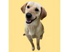 Adopt Loki a Labrador Retriever