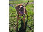 Adopt Remy a Labrador Retriever