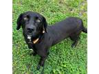 Adopt Zeke a Basset Hound, Labrador Retriever
