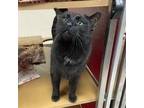 Adopt Bear a Domestic Short Hair