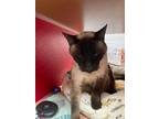 Adopt Gizmo a Siamese