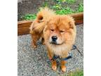 Adopt Tom and Ford a Chow Chow