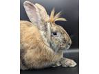 Adopt GILBERT a Bunny Rabbit