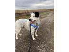 Adopt JASPER a Australian Cattle Dog / Blue Heeler