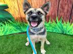 Adopt QUILL a German Shepherd Dog, Siberian Husky