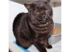 Adopt Kettle 02-9868-24 a Domestic Short Hair