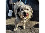 Adopt Desi a Wheaten Terrier