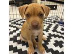 Adopt Linus a Pit Bull Terrier