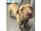 Adopt Mr. Latte a American Staffordshire Terrier