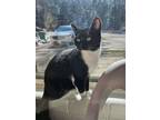 Adopt Zipper a Tuxedo, Domestic Short Hair