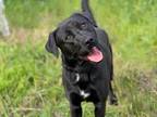 Adopt CALVIN a Labrador Retriever