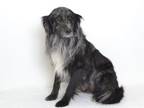 Adopt CHARLIE a Border Collie, Australian Shepherd