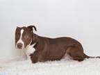 Adopt RUSSELL a Pit Bull Terrier, Mixed Breed