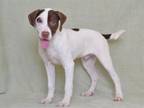 Adopt FRITZ a Foxhound