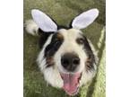 Adopt Loki a Australian Shepherd, Border Collie